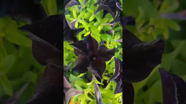 Petunia 'Black Velvet' פטוניה קטיפה שחורה