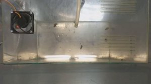 Новая формула Dry Smoke