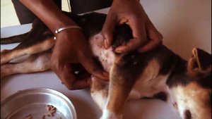 Removing Monster Mango worms From Helpless Dog! Animal Rescue Video 2022 #116
