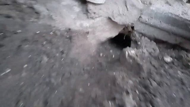 Курица вывела цыплят зимой одна без присмотра. Какой результат?
