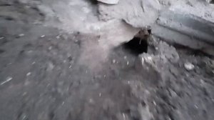 Курица вывела цыплят зимой одна без присмотра. Какой результат?