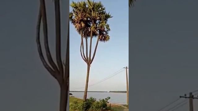 PALM TREE HAS  5 HEADS 😍