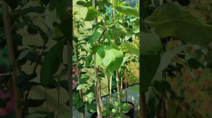 Обзор на САДОВЫЙ ЦЕНТР ВИКТОРИЯ Г. ЧЕЛЯБИНСК