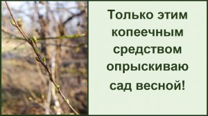 Чем опрыскивать деревья и кустарники весной, когда, сколько раз