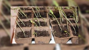 Емкости для рассады Плюсы и минусы наиболее популярных емкостей для выращивания рассад