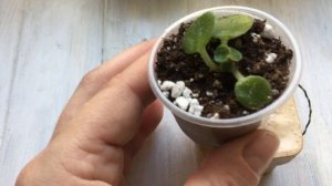 Налет на листьях. Спасаю мини фиалку.