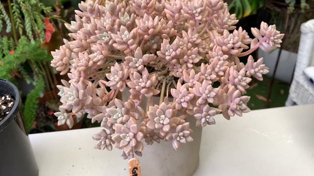 How I colour up my GRAPTUPETALUM Mirinae, Mendozae and Ghost Plant смотреть онлайн