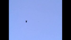 Николаевские голуби г.Павлоград.