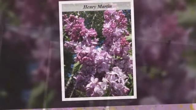 Ставропольский ботанический сад. Коллекция сортов сирени обыкновенной. смотреть онлайн