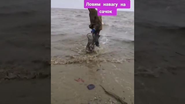 Рыба навага смотреть онлайн