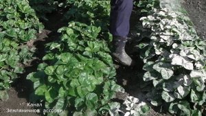 ЧЕМ ПОДКОРМИТЬ КЛУБНИКУ (ЗЕМЛЯНИКУ) ОСЕНЬЮ