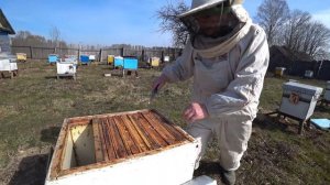 Пасека Лаврова. Что мы делаем после массового облёта пчёл