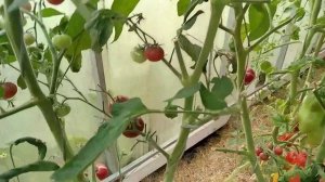 Томаты черри -5 сортов с дегустацией и описание кустов.