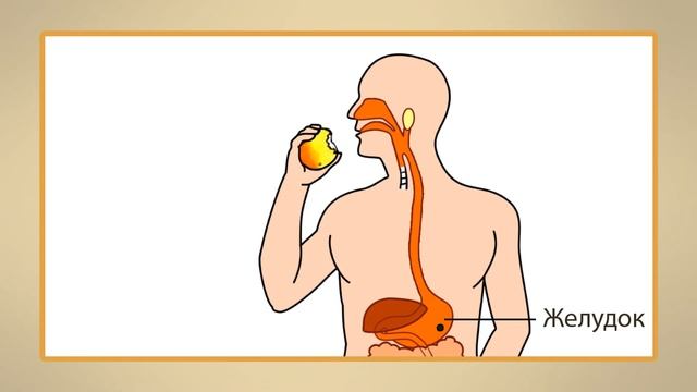 Пищеварительная система. Видеоурок по окружающему миру 4 класс смотреть онлайн