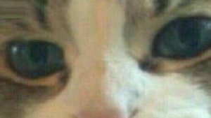 Самые крутые фотки из интернета