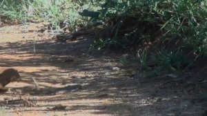 Острова Животных мангуст протв змеи