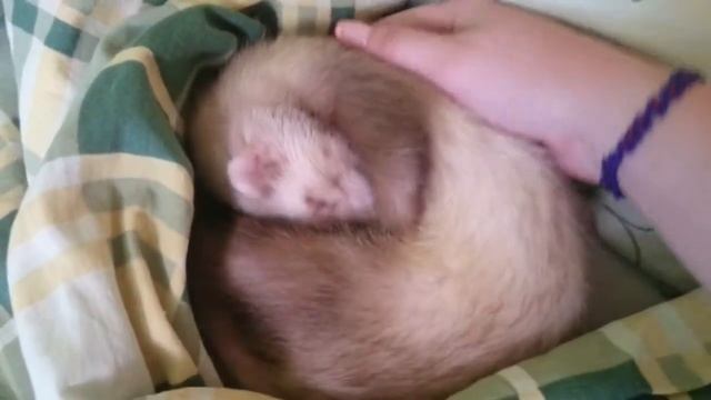 Хорек спит мёртвым сном / ferret sleeps смотреть онлайн