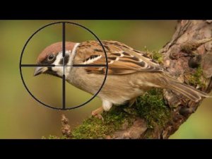 Как настроить прицел на воздушке! Лайфхак! #лайфхаки #лайфхак #воздушка