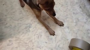 Щенок ксолоитцкуинтли в шерсти