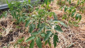 Помидорные проблемы. Что делать если у томатов скручиваются листья. Крутятся кверху, крутятся вниз.