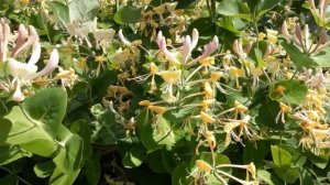 #сад #вьющийсякустарник #каприфоль / Жимолость каприфоль(лат.lonicera caprifolium)
