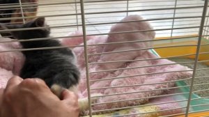 Котенок хромает на лапу, что это может быть? Часть 3