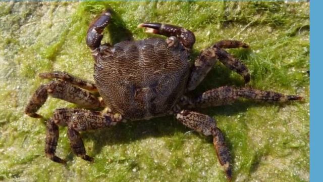 Обитатели черного моря смотреть онлайн