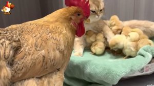 Петух и курица доверили кошке цыплят – наняли няньку ??????