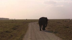 АФРИКА\\КЕНИЯ\\САФАРИ\\ОХОТА НА СЛОНОВ