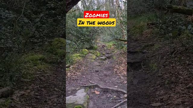 Weimaraner ZOOMIES in the woods 🪵 #weimaraner #doglife #dogrecall #dog #dogtraining #puppy