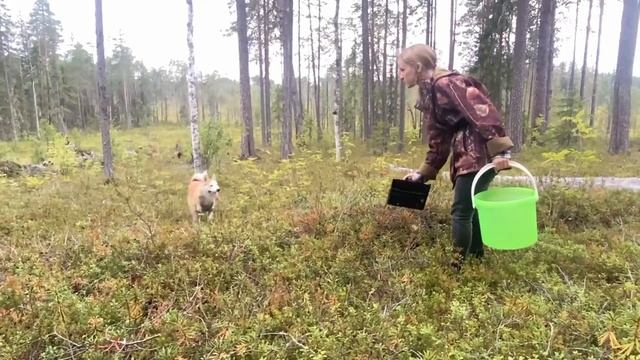 Выезд на вырубку за ягодой. В поисках черники