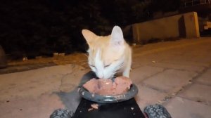 Кот в шоке от еды! Сюрприз для кота!