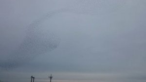 Странные птицы