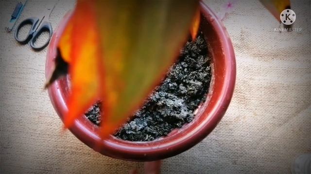 How to grow a cordyline fruticosa from cuttings? смотреть онлайн