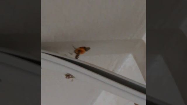 КАК ДОПОЛНИТЕЛЬНО ЗАКРЕПИТЬ ПРОФИЛЬ НАТЯЖНОГО ПОТОЛКА, ПРИ СЛАБОЙ СТЕНЕ. смотреть онлайн