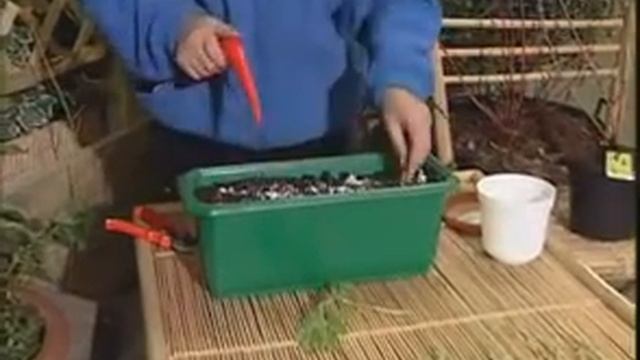 Вегетативное размножение растений. Черенкование