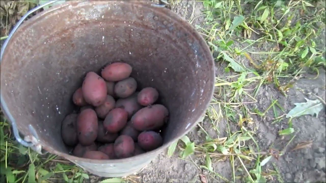 Весёлое время настало. Копаем картофель. смотреть онлайн