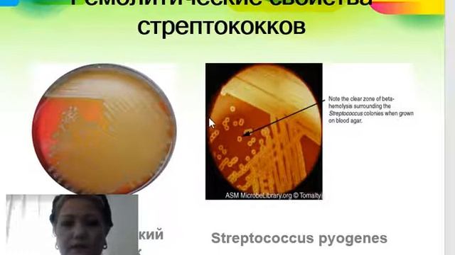 Патогенные кокки смотреть онлайн