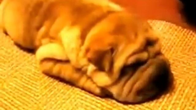 Храпящийспящий щенок шар пея   240p H 264 AAC