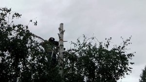 Спил верхушки березы бензопилой