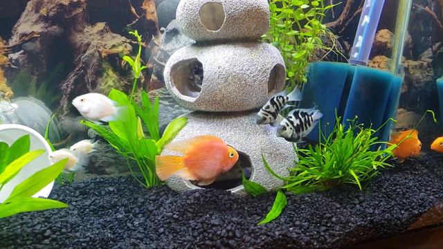 My blue polar convict parrot fish lay eggs смотреть онлайн