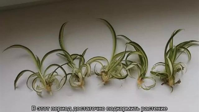 Хлорофитум Хохлатый — описание и уход дома смотреть онлайн