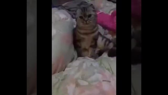 🔥🤣СМЕШНЫЕ КОШКИ 2021 И ДРУГИЕ ЖИВОТНЫЕ/ 24 МИНУТ СМЕХА/СМЕШНЫЕ ЖИВОТНЫЕ 2021/ЛУЧШИЕ ПРИКОЛЫ С КОТАМ смотреть онлайн