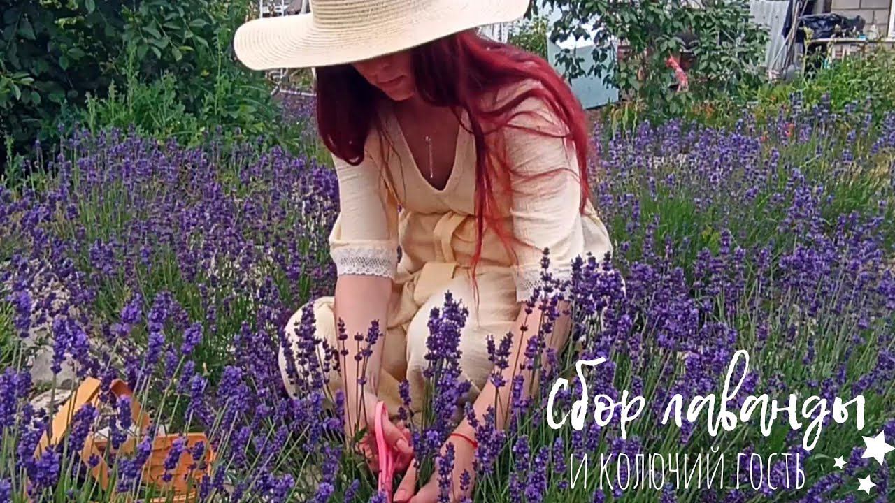 Сбор лаванды и колючий гость