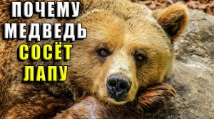Почему медведь сосет лапу?