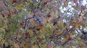 № 1733  30 . 09. 2021  Скворцы на рябине