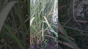 мискантус  в Западной Сибири