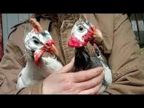 Цесарки самец или самка смотреть онлайн