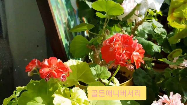 파멜라본/ 스노우브라이트/ 제라늄정원. Pelargonium flowers garden. смотреть онлайн