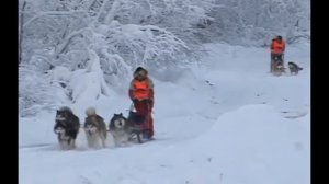 1200 км. с упряжками ездовых собак